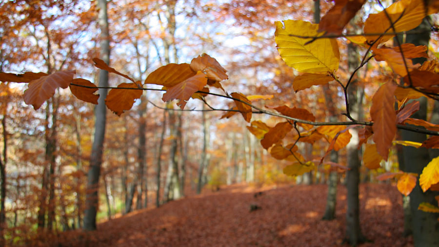 Kulturherbst in Brandenburg